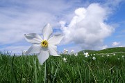 Spettacolo di narcisi e di amici sul Linzone (1392 m) il 12 maggio 2018 - FOTOGALLERY